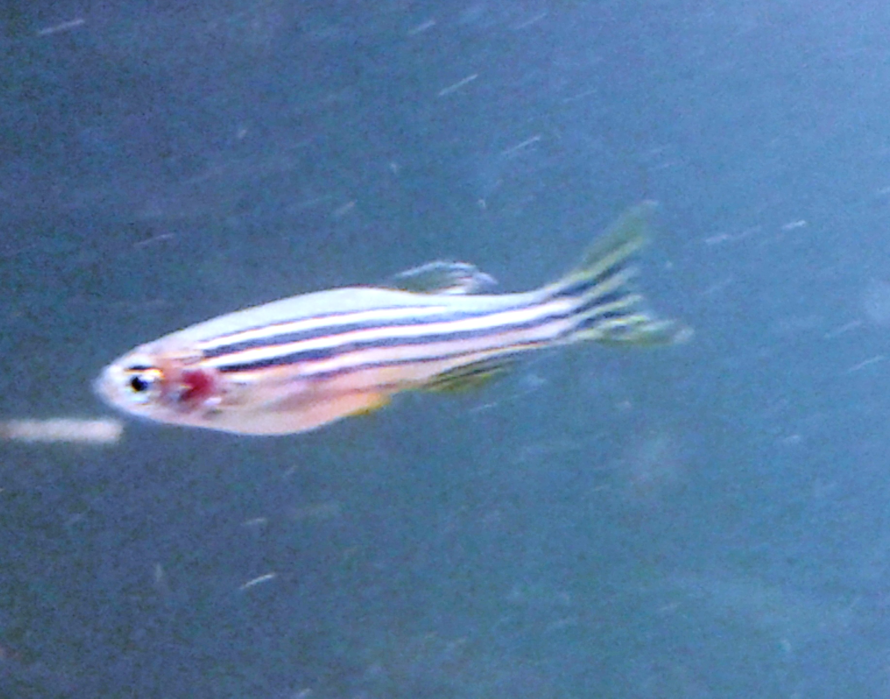 barbs 6 zebra danios freshwater eating well active aquarium fish